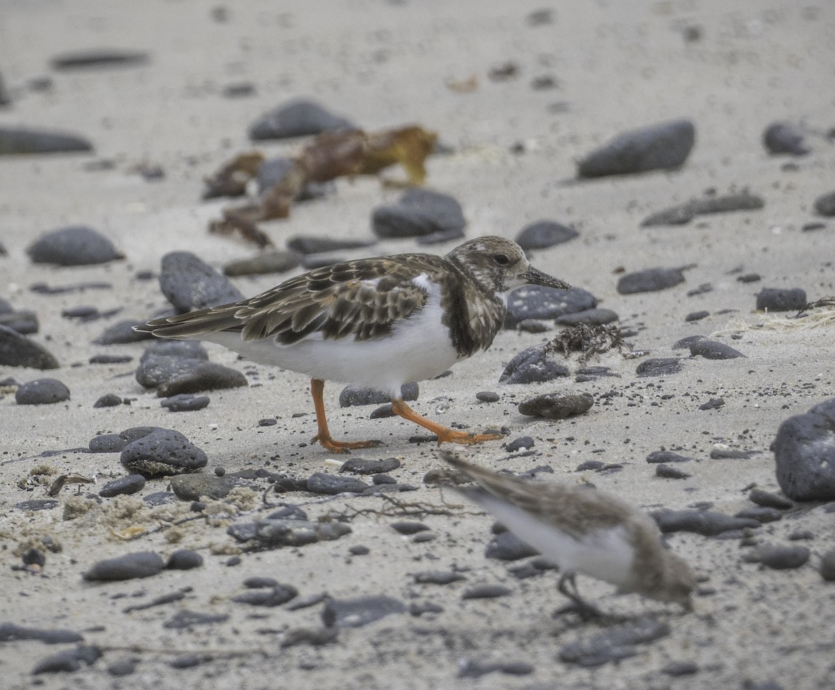 Voltapietre - ML646338465