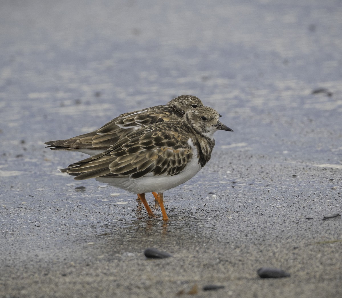 Voltapietre - ML646338466