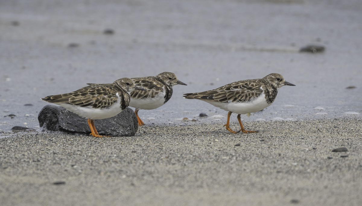 Voltapietre - ML646338467