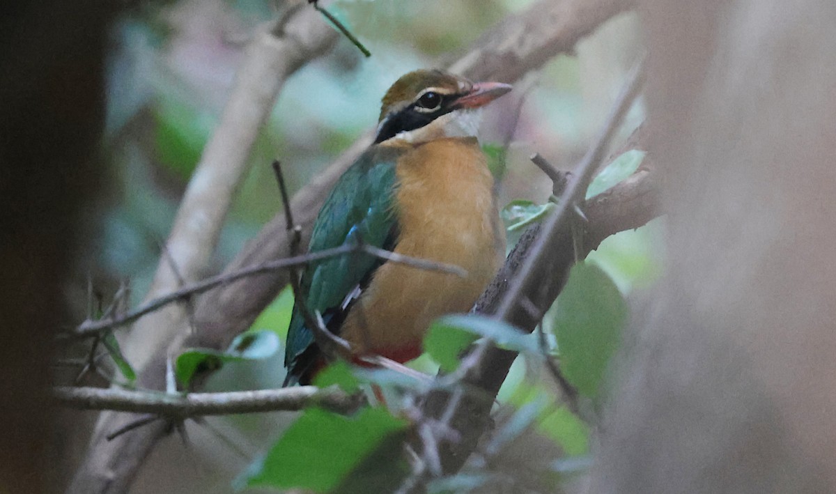 Indian Pitta - ML646338468