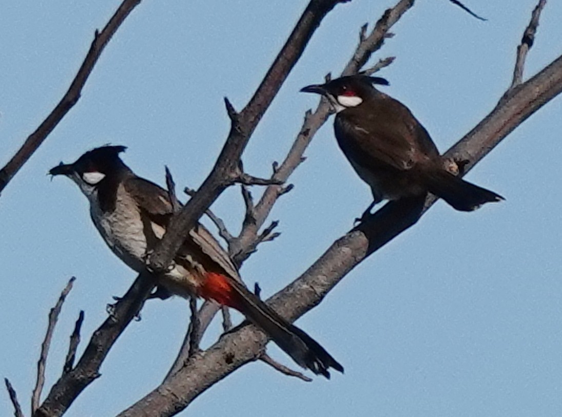 Red-whiskered Bulbul - ML646338470