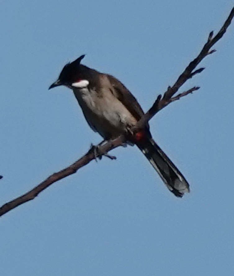 Red-whiskered Bulbul - ML646338471