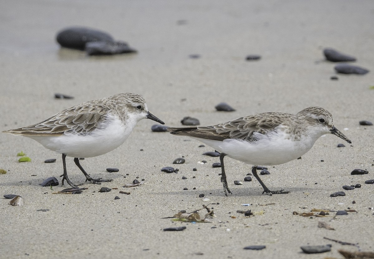 jespák rudokrký - ML646338473