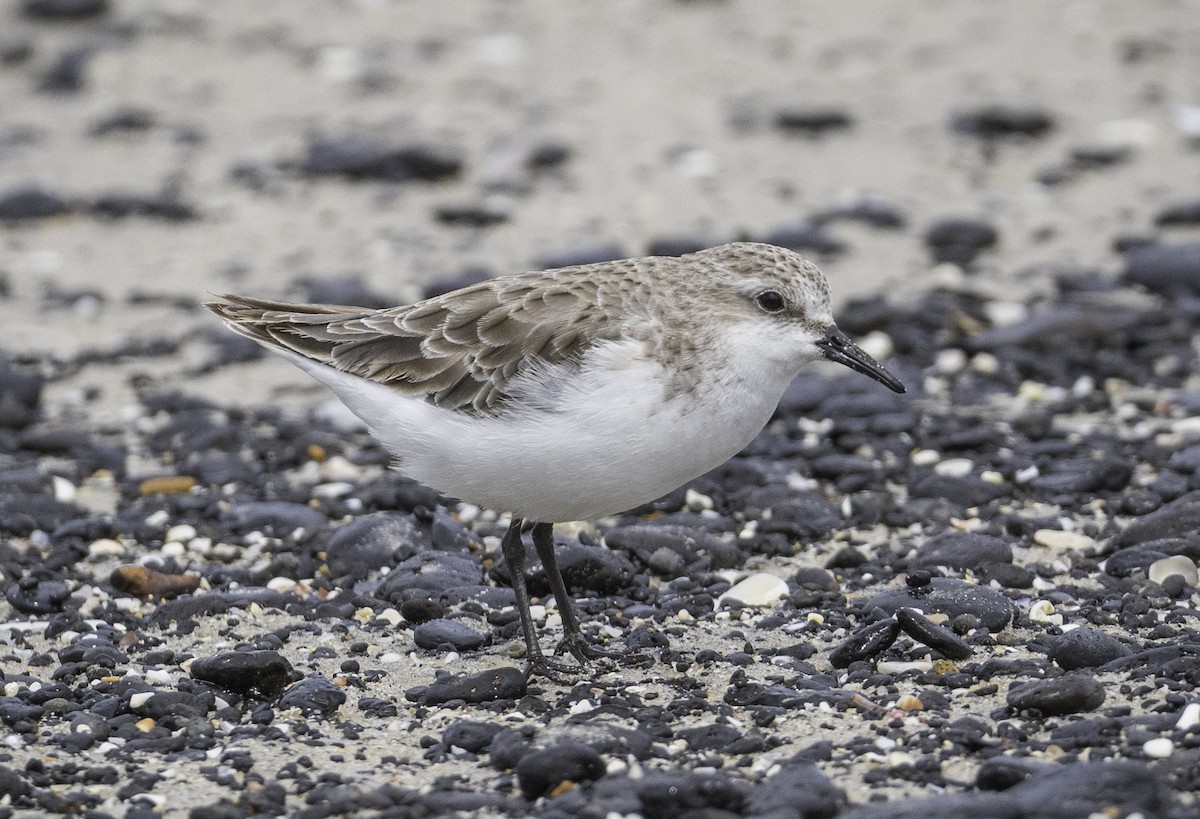 jespák rudokrký - ML646338474