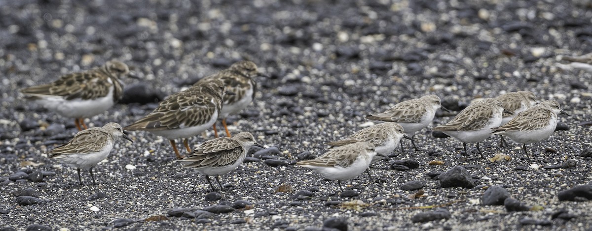 jespák rudokrký - ML646338476