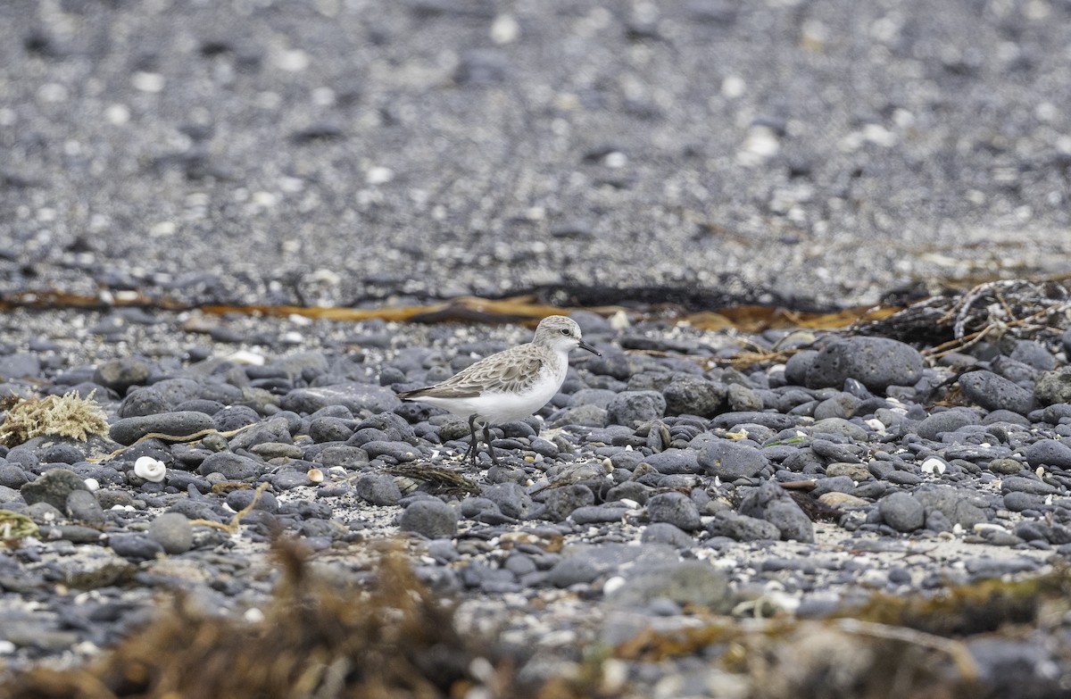 jespák rudokrký - ML646338477