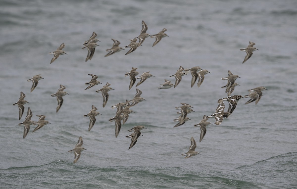 jespák rudokrký - ML646338478