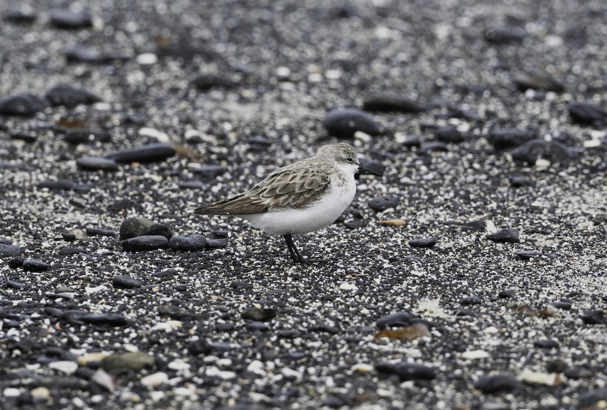 jespák rudokrký - ML646338479