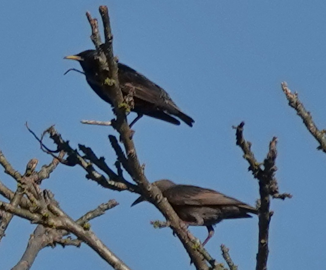 European Starling - ML646338480