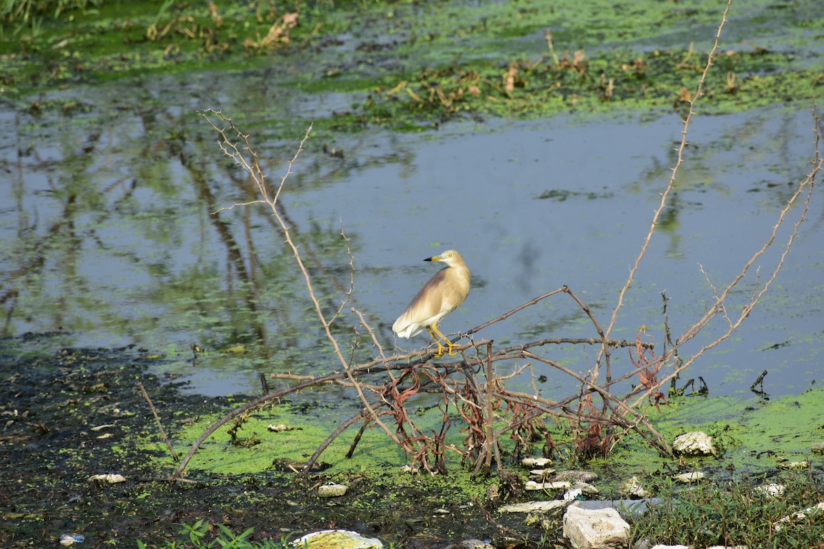 Indian Pond-Heron - ML646338482