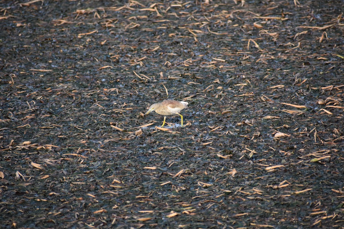 Indian Pond-Heron - ML646338483
