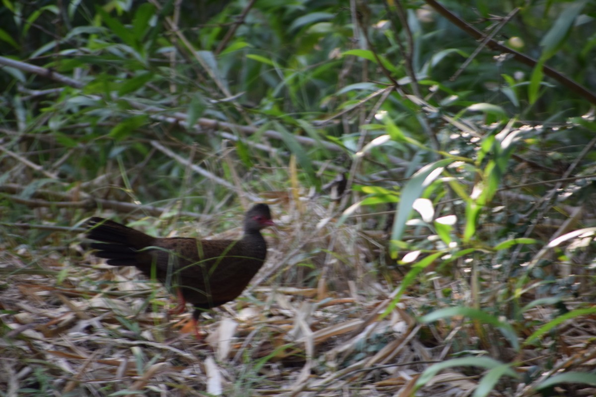 Red Spurfowl - ML646338493
