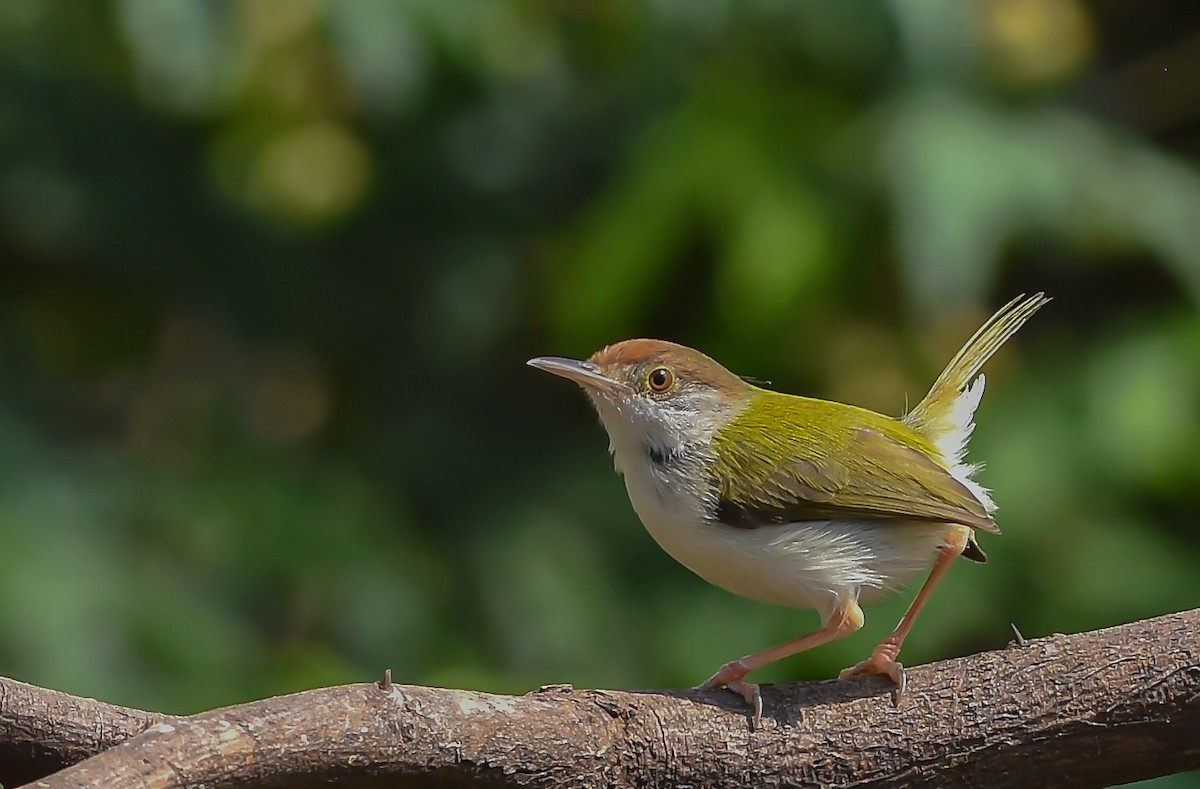 Common Tailorbird - ML646338494