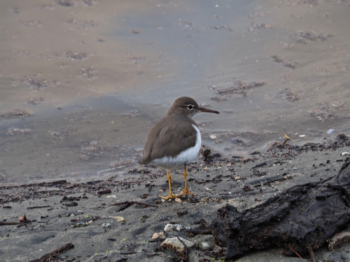 Spotted Sandpiper - ML646338496
