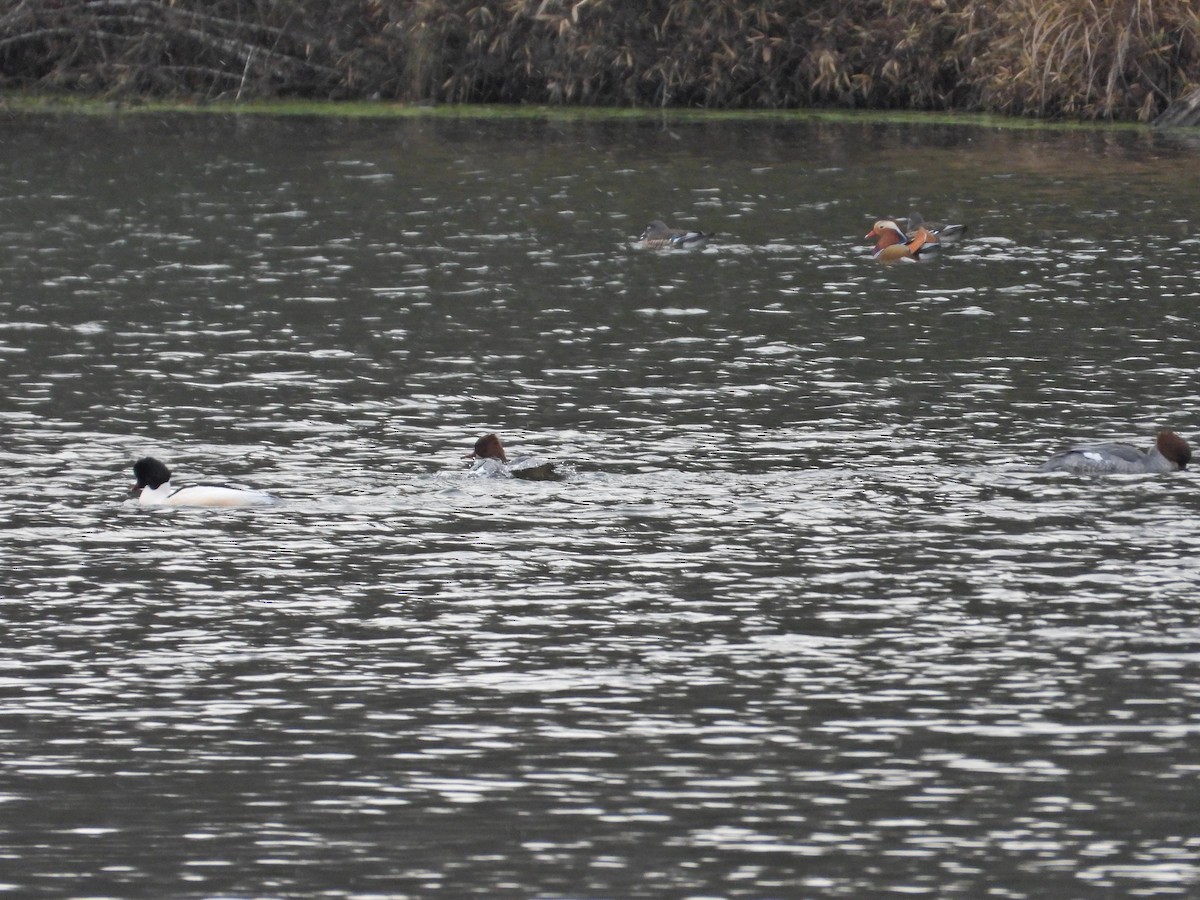 Mandarin Duck - ML646338498