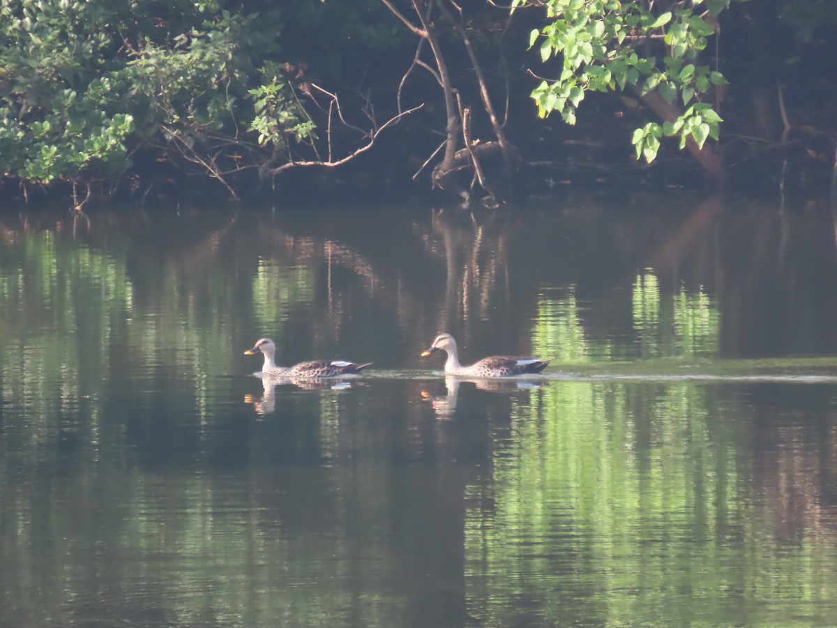 Indian Spot-billed Duck - ML646338499