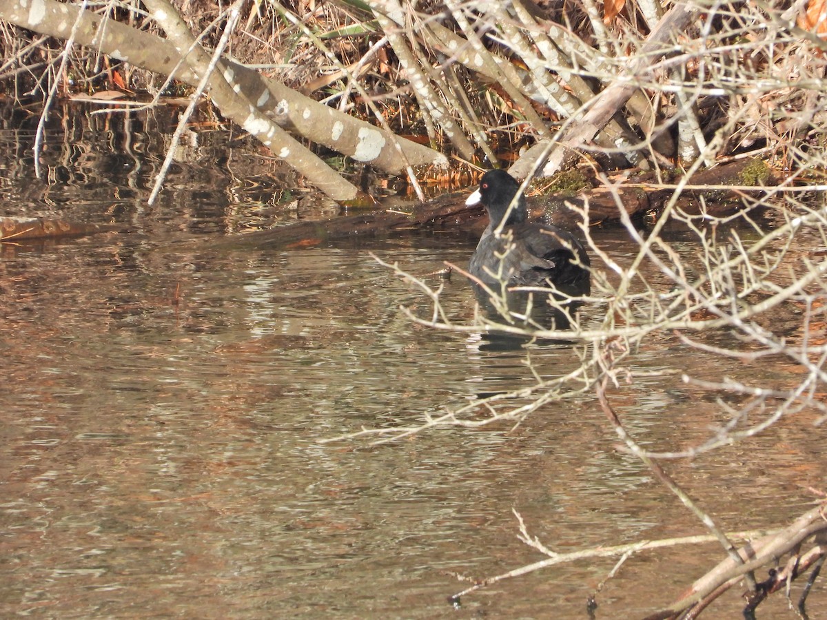 Халзан түнжүүр - ML646338500