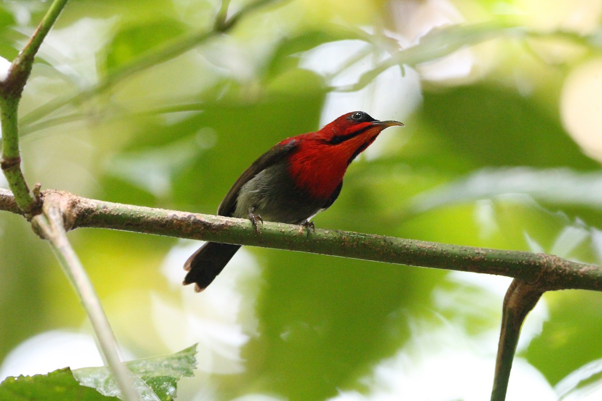 Crimson Sunbird - ML646338501