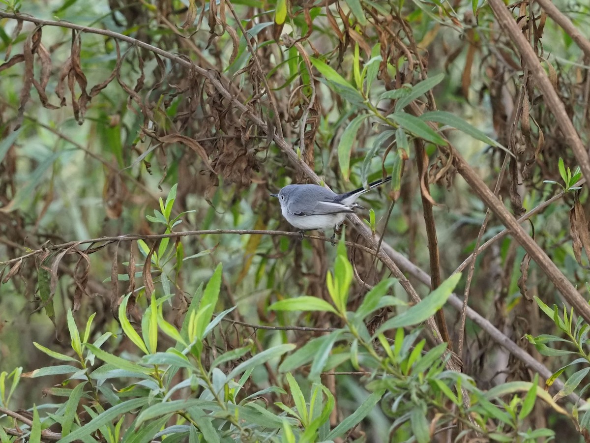 Blue-gray Gnatcatcher - ML646338502