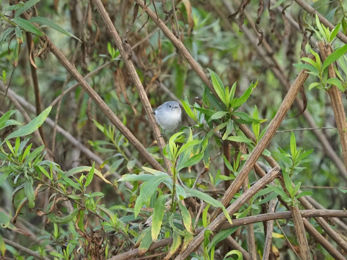 Blue-gray Gnatcatcher - ML646338503