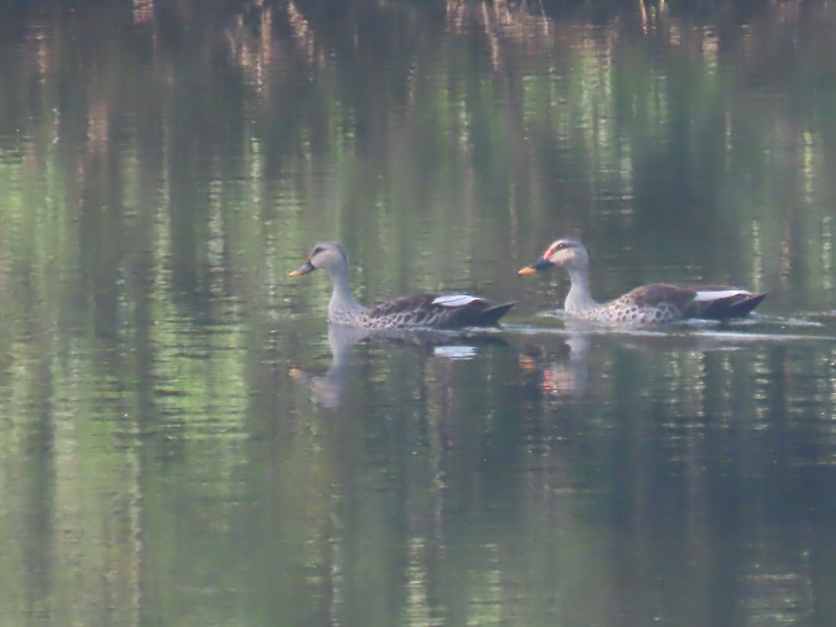 Indian Spot-billed Duck - ML646338508