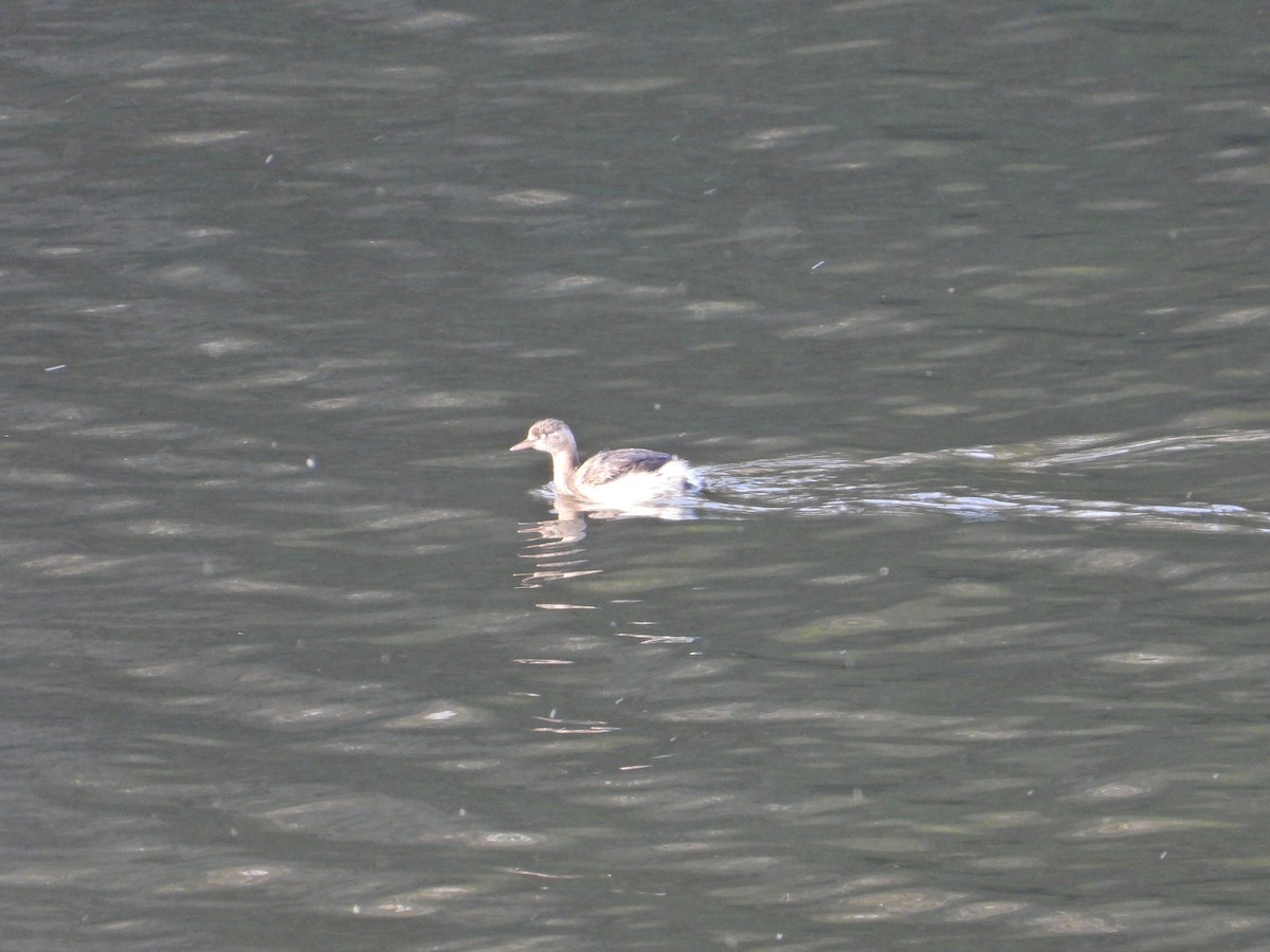 Хурган шунгуур - ML646338509