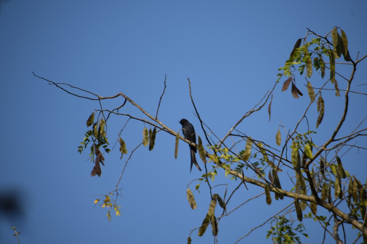 Black Drongo - ML646338510