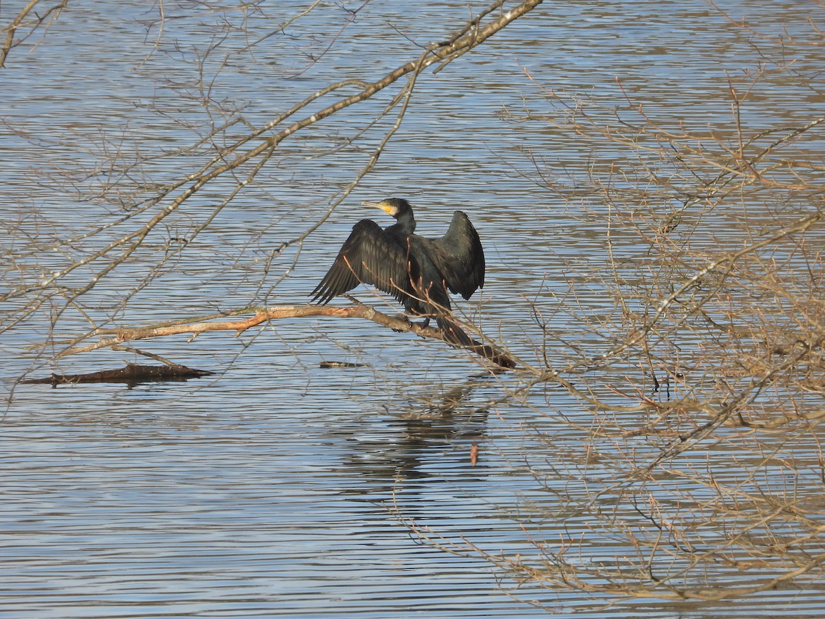 storskarv/japanskarv - ML646338511