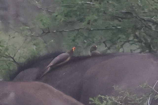 キバシウシツツキ - ML646338513