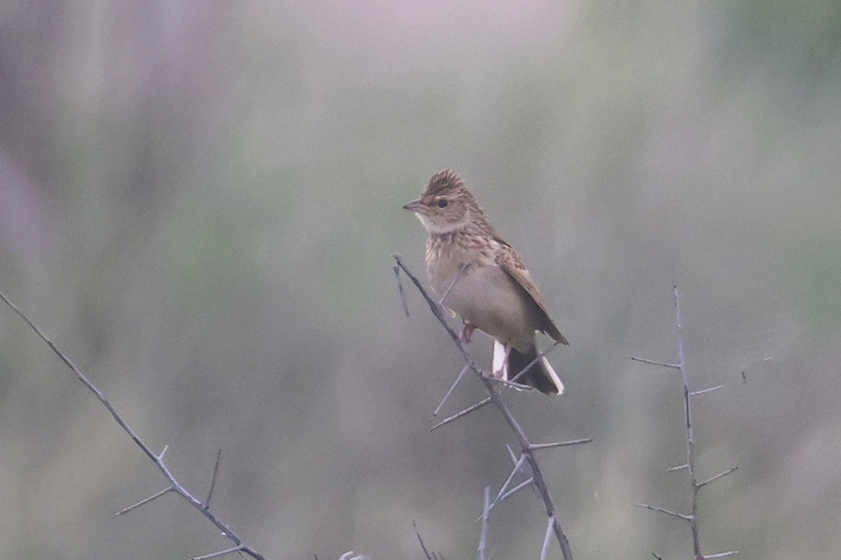 ヒトコエヤブヒバリ - ML646338514