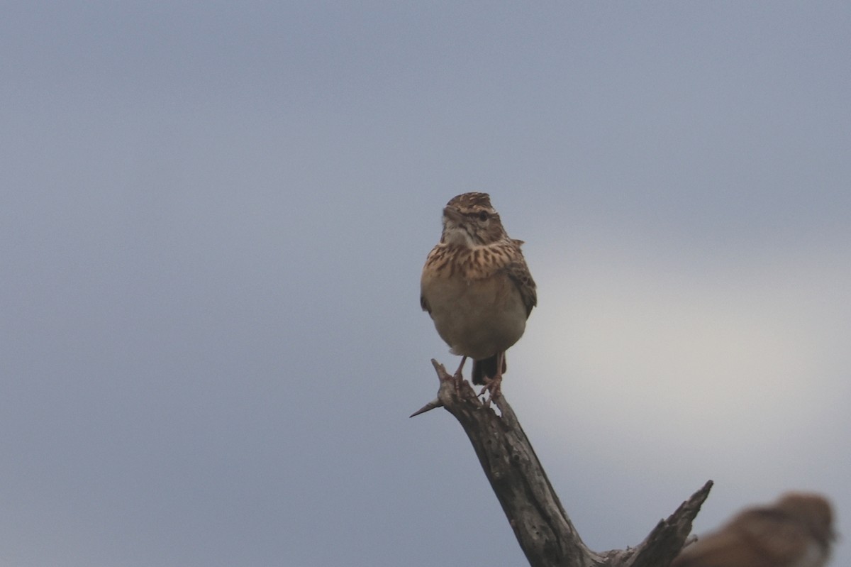 ヒトコエヤブヒバリ - ML646338515