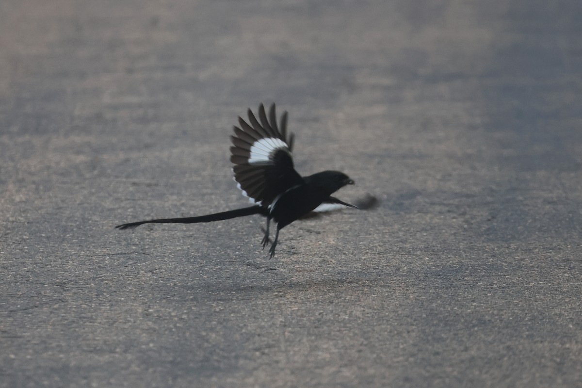 シロクロオナガモズ - ML646338516