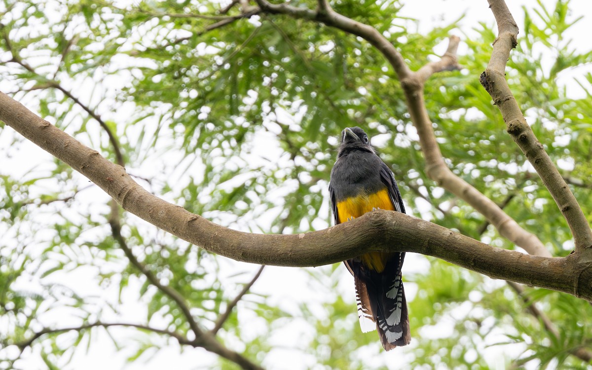 ハグロキヌバネドリ - ML646338517