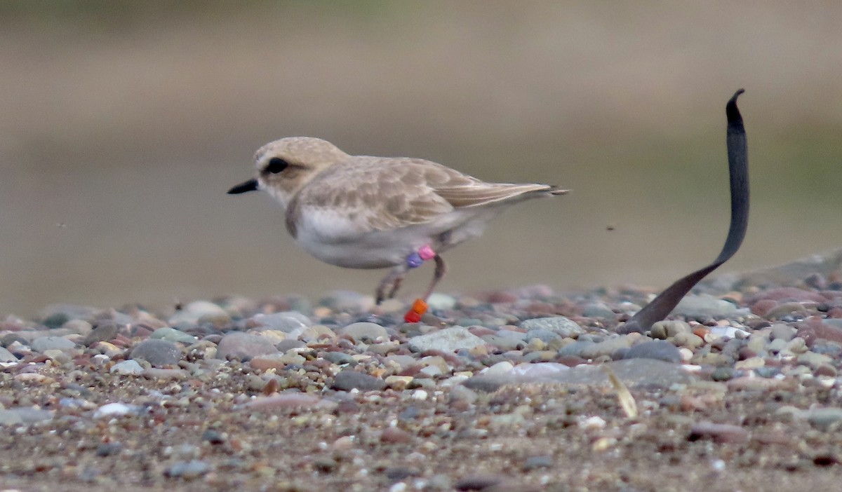 ユキチドリ - ML646338518