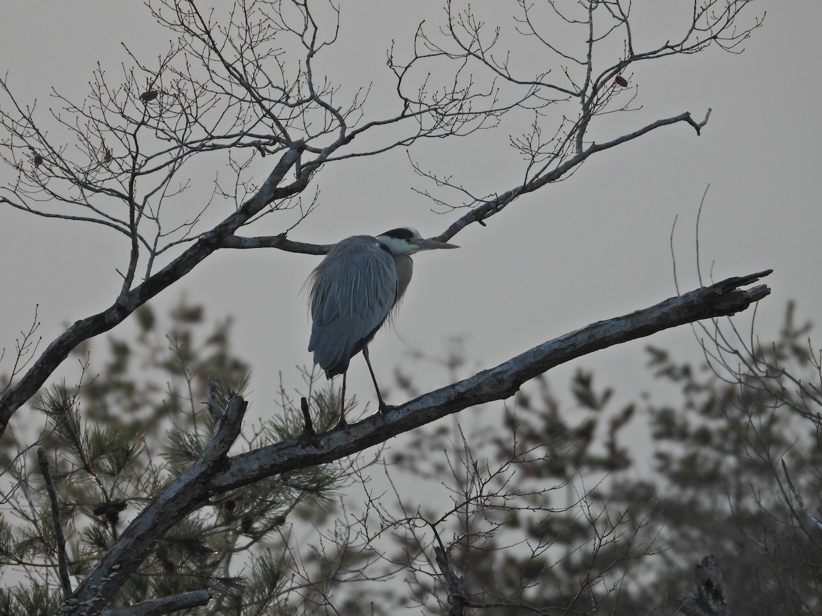 アオサギ - ML646338519