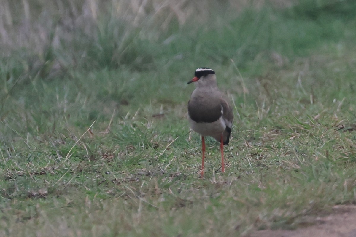オウカンゲリ - ML646338520