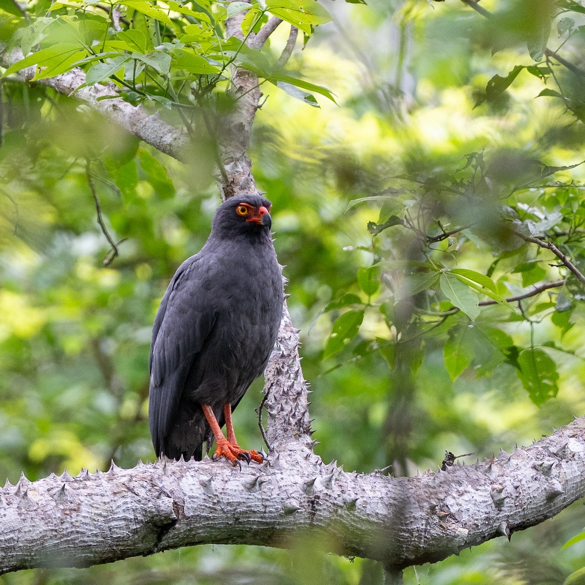 アオノスリ - ML646338521