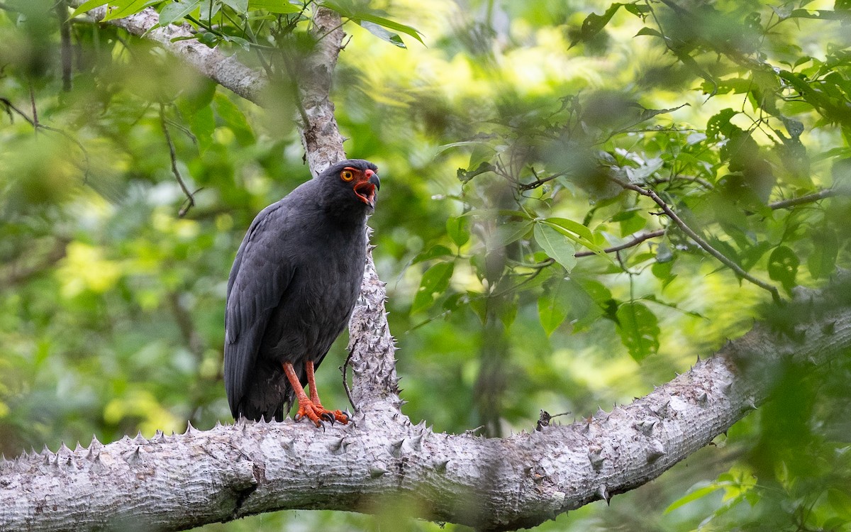 アオノスリ - ML646338522