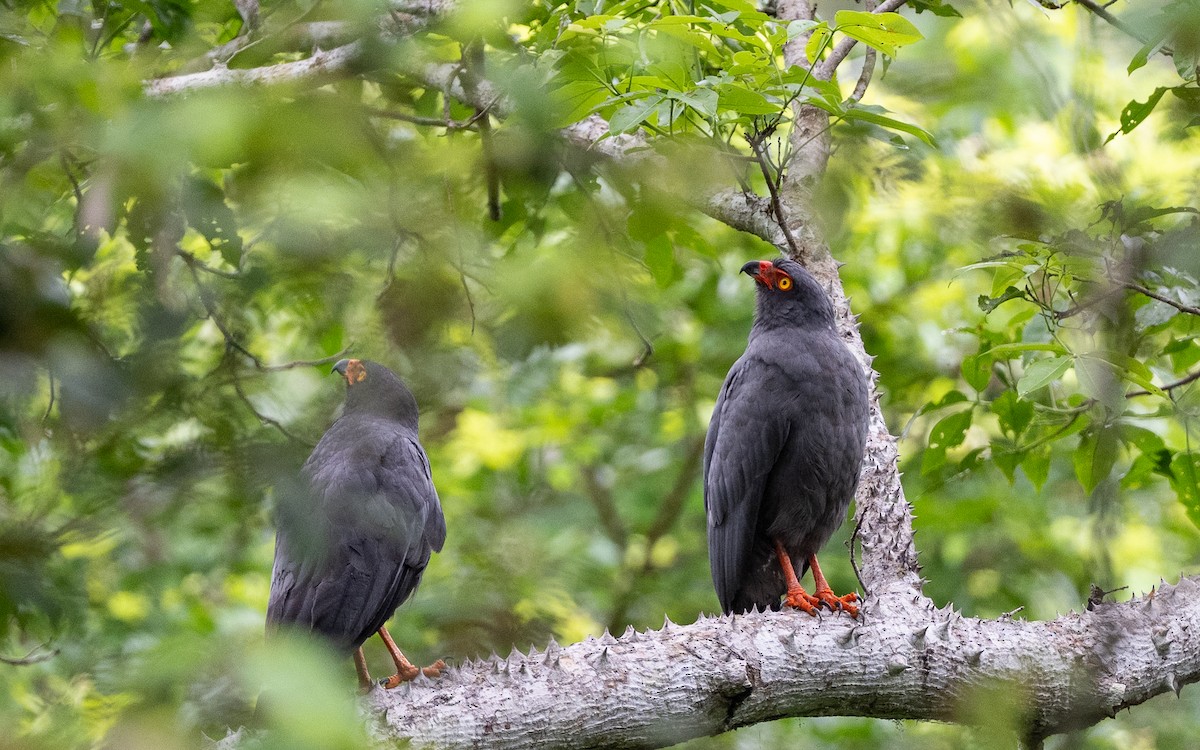 アオノスリ - ML646338523