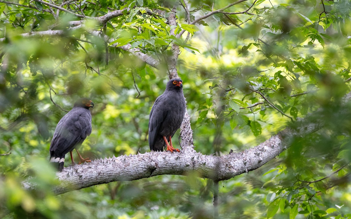 アオノスリ - ML646338524