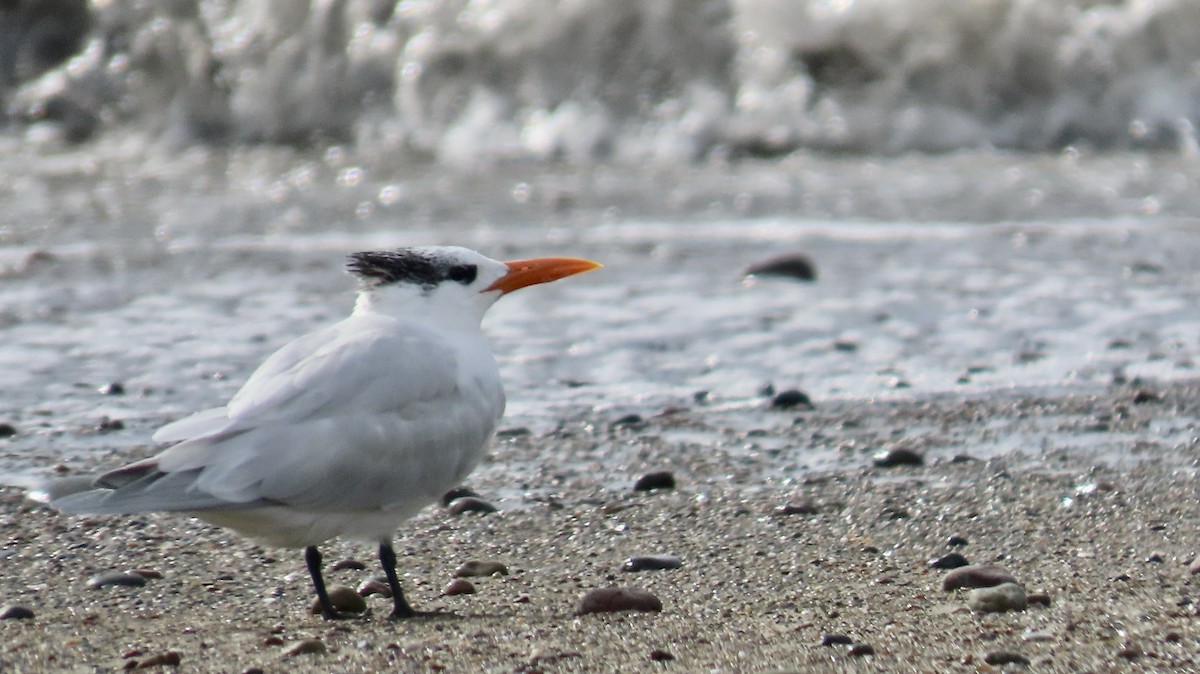 アメリカオオアジサシ - ML646338525