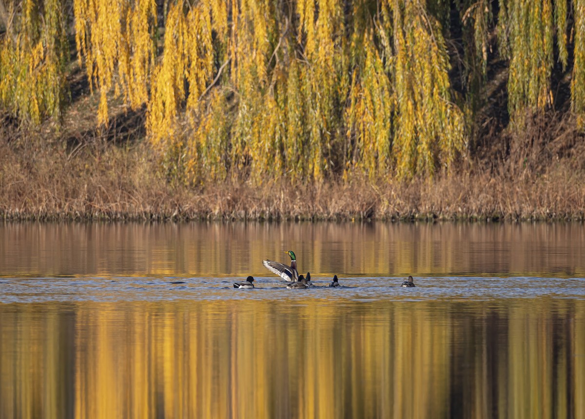 マガモ - ML646338526