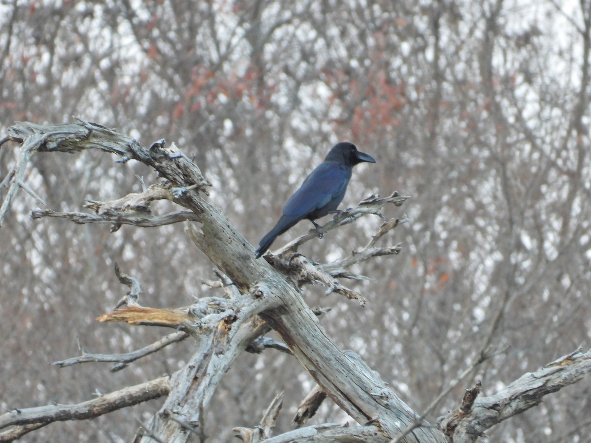 カラス属 - ML646338531