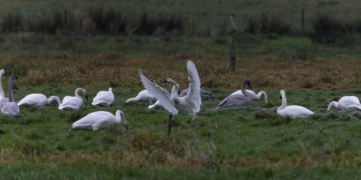 コハクチョウ - ML646338532