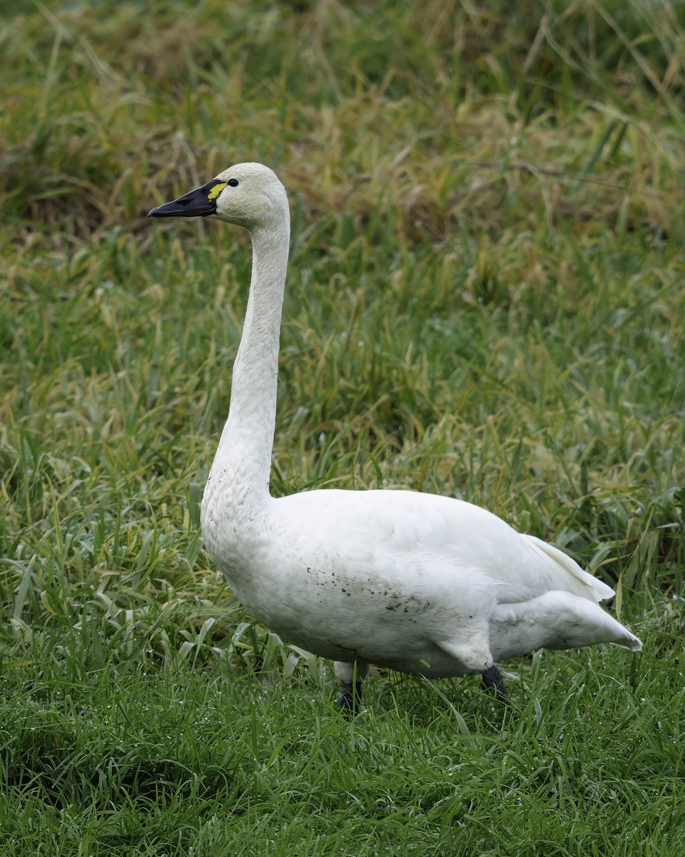 コハクチョウ - ML646338533