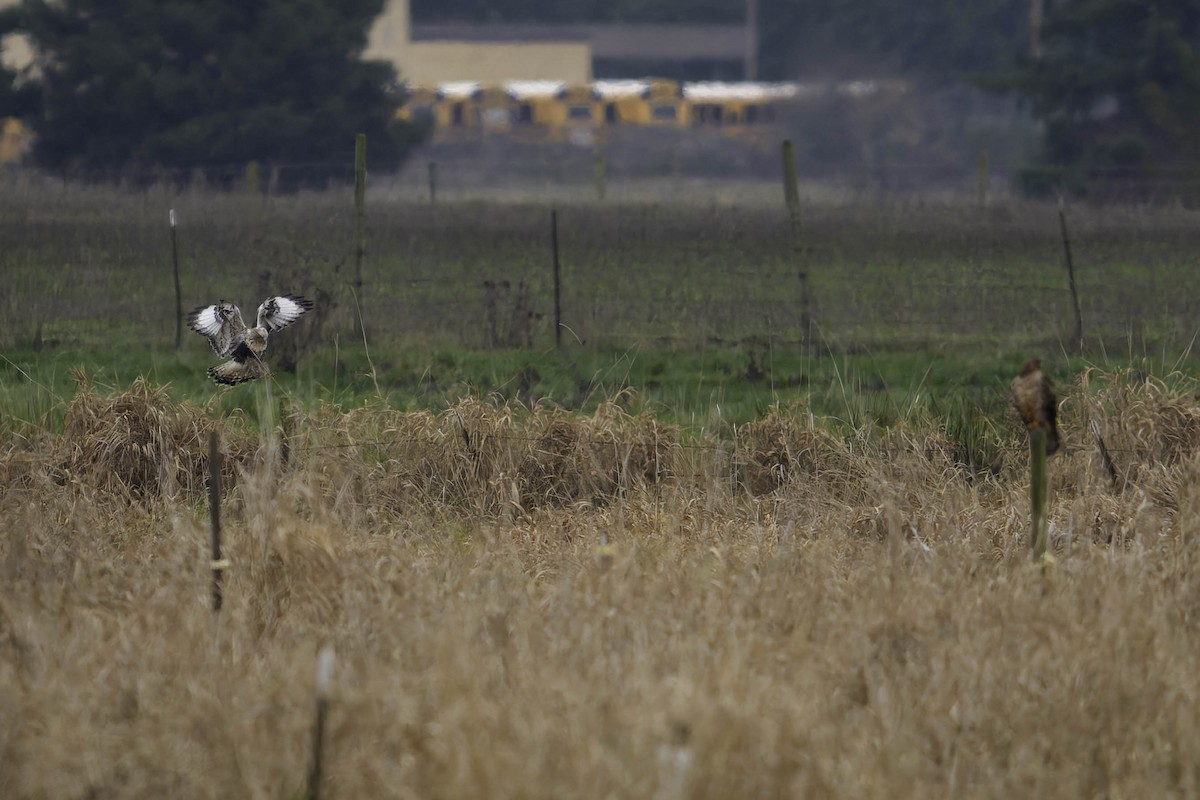 ケアシノスリ - ML646338534