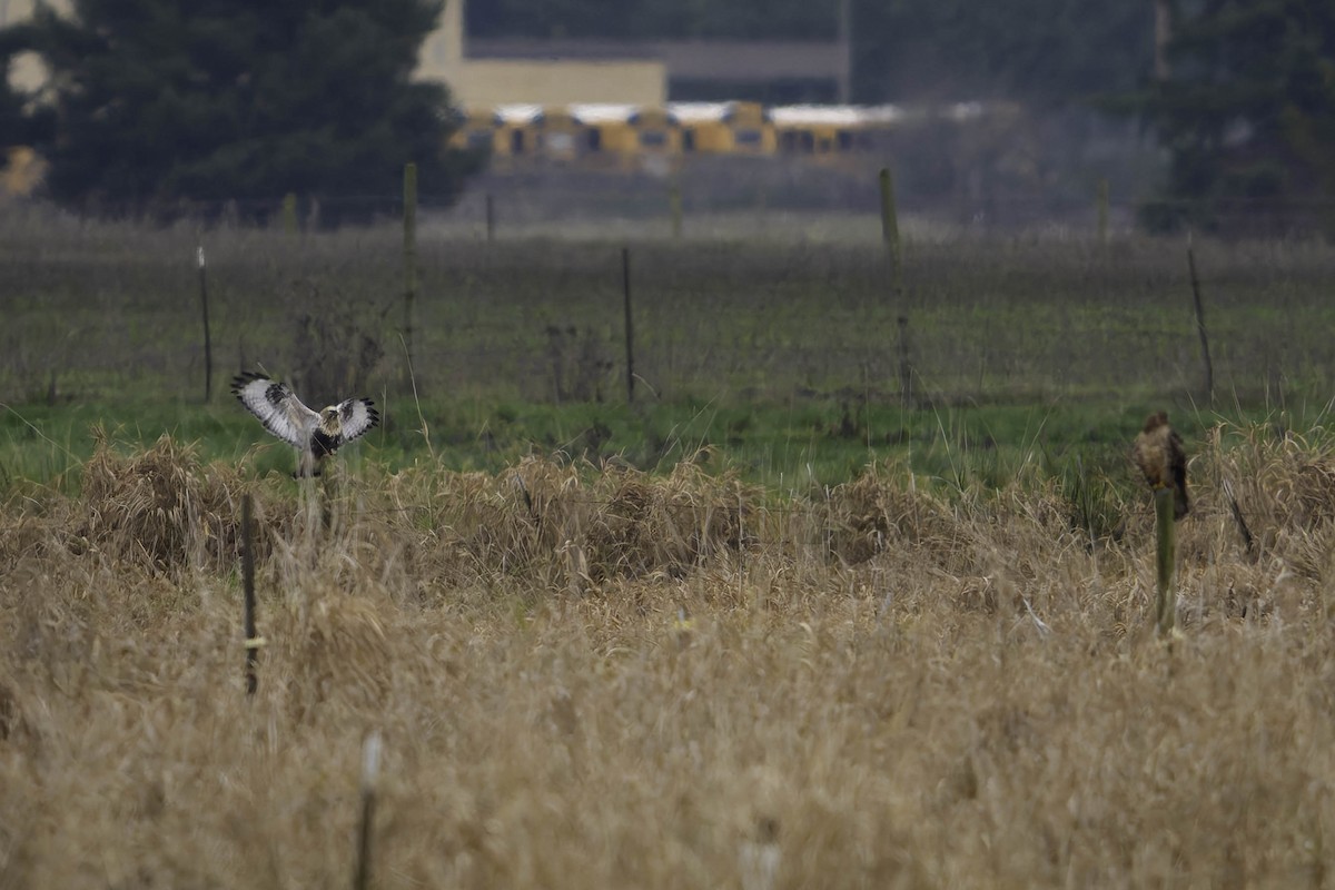 ケアシノスリ - ML646338535