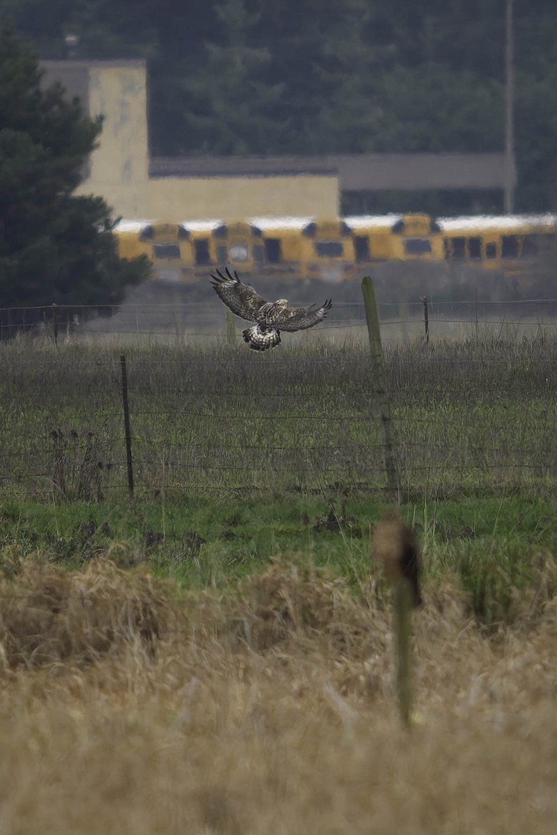 ケアシノスリ - ML646338536