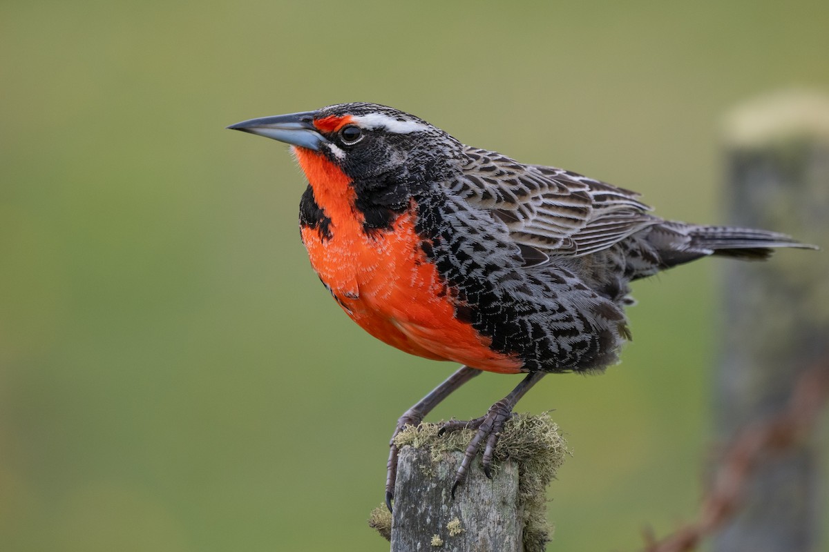 オナガマキバドリ - ML646338538