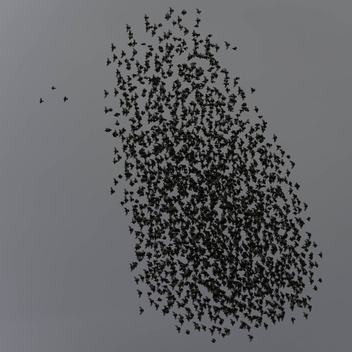 ホシムクドリ - ML646338539